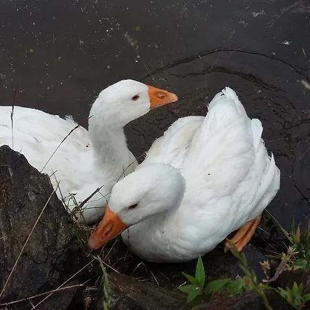 Berghof Breitenbrunn (Saxony)